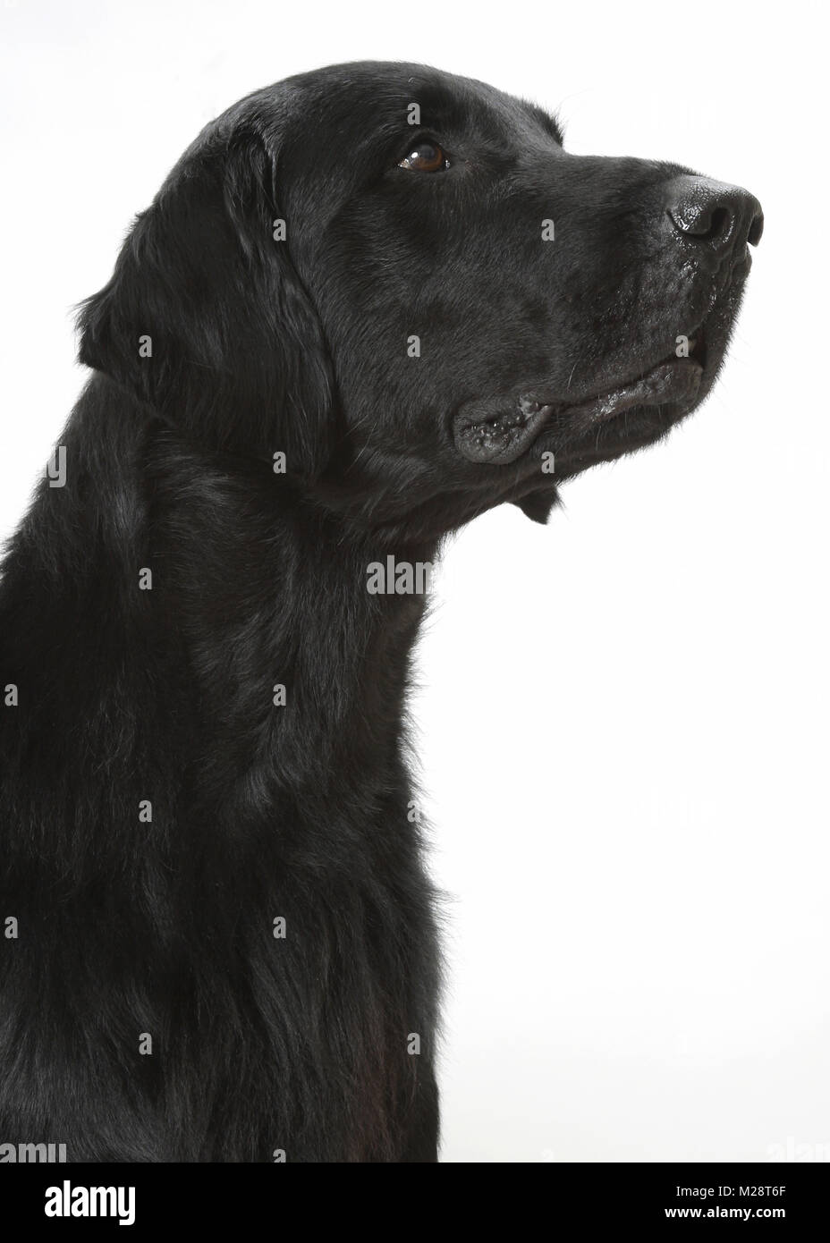Australian champion flatcoat retriever looking up, portrait on white background Stock Photo Alamy