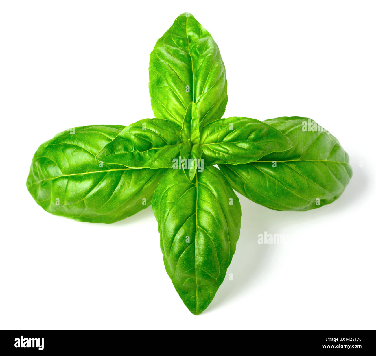 closeup of fresh basil isolated on white Stock Photo Alamy