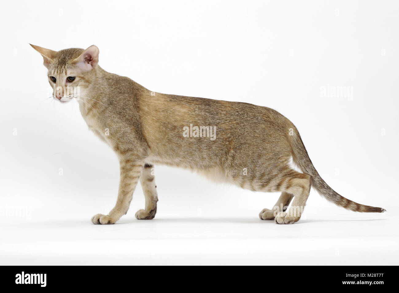 Chocolate oriental cat hires stock photography and images Alamy
