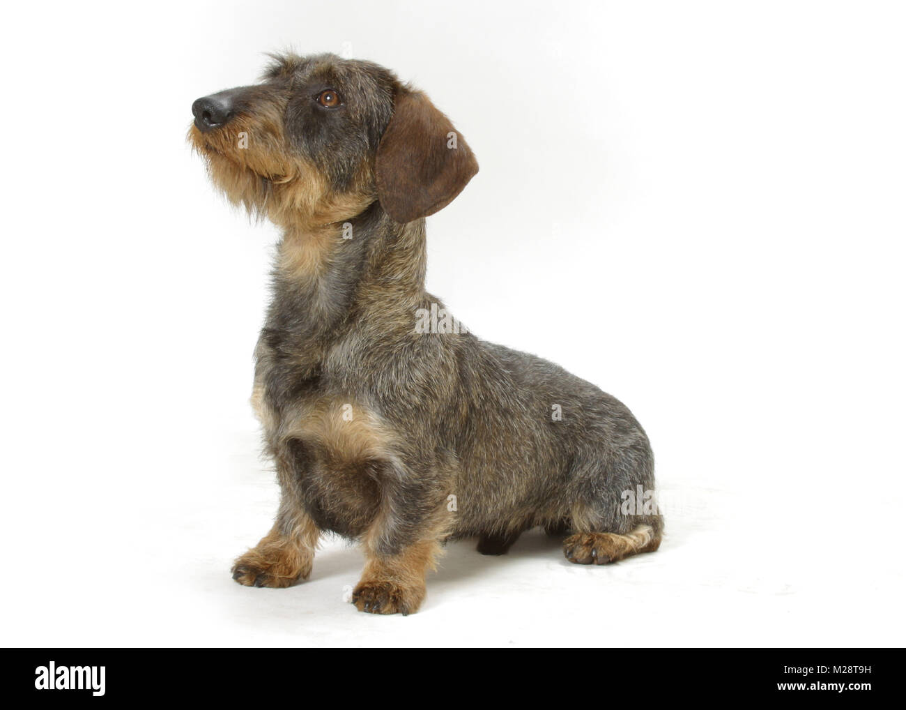 Dachshund Wirehaired on white background Stock Photo - Alamy