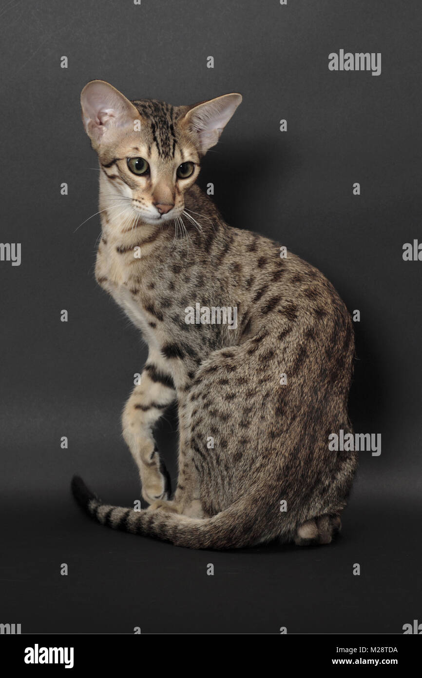 Cat full body sitting back hi-res stock photography and images - Alamy