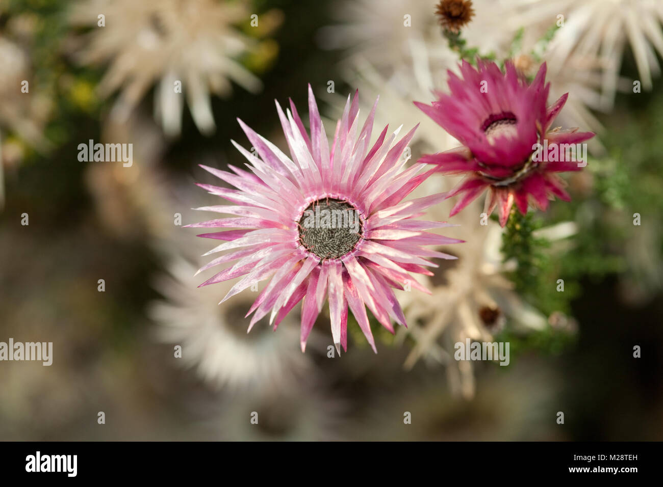 Cape strawflower, Kapeternell (Phaenocoma prolifera) Stock Photo