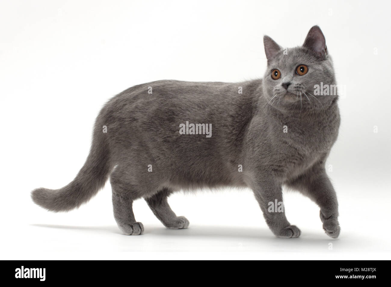 Chartreux cat, Jouvencebleu Vraiment Victorieuse Stock Photo