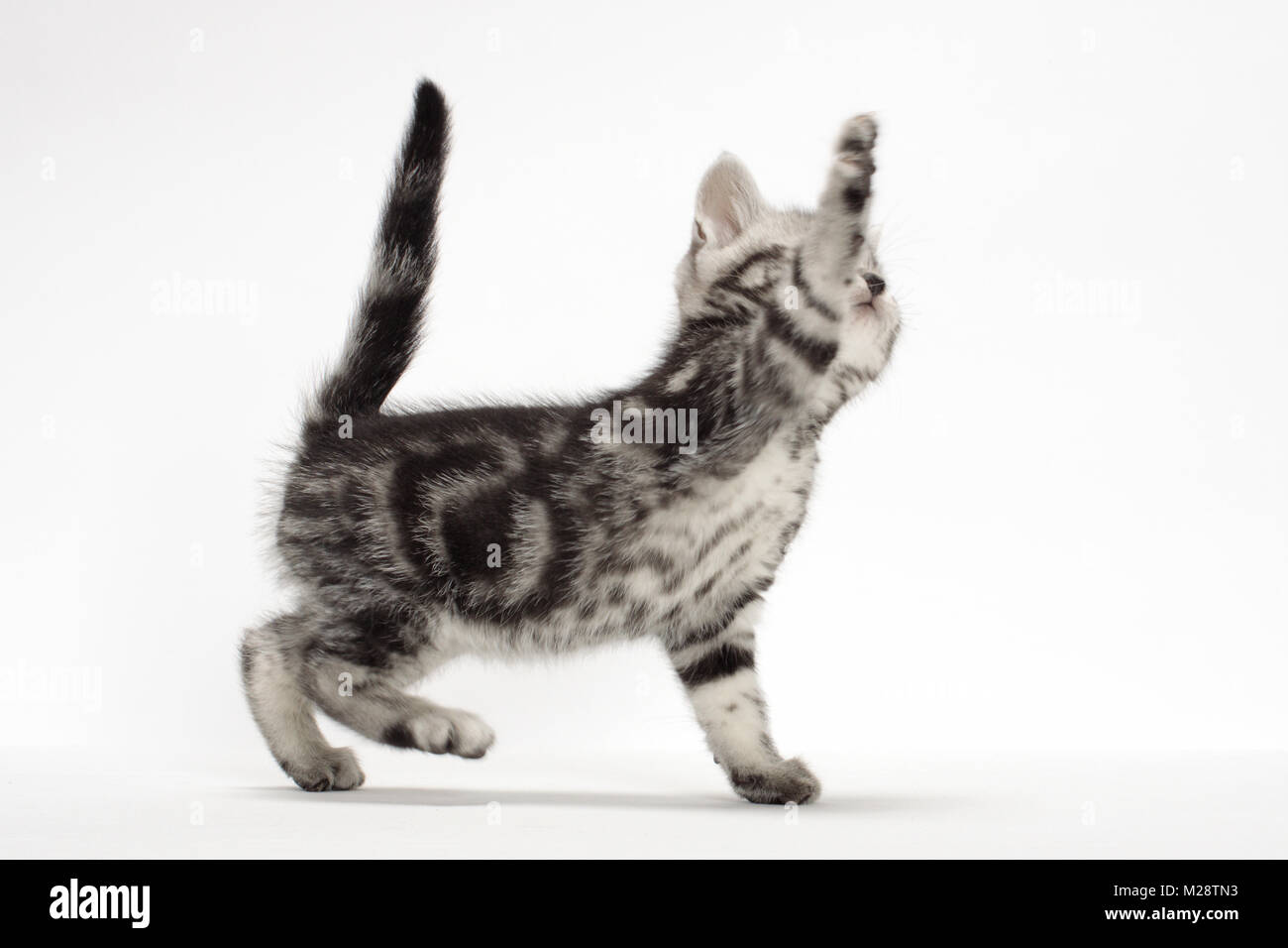 Silver Classic Tabby American Shorthair kitten, one leg up Stock Photo Alamy