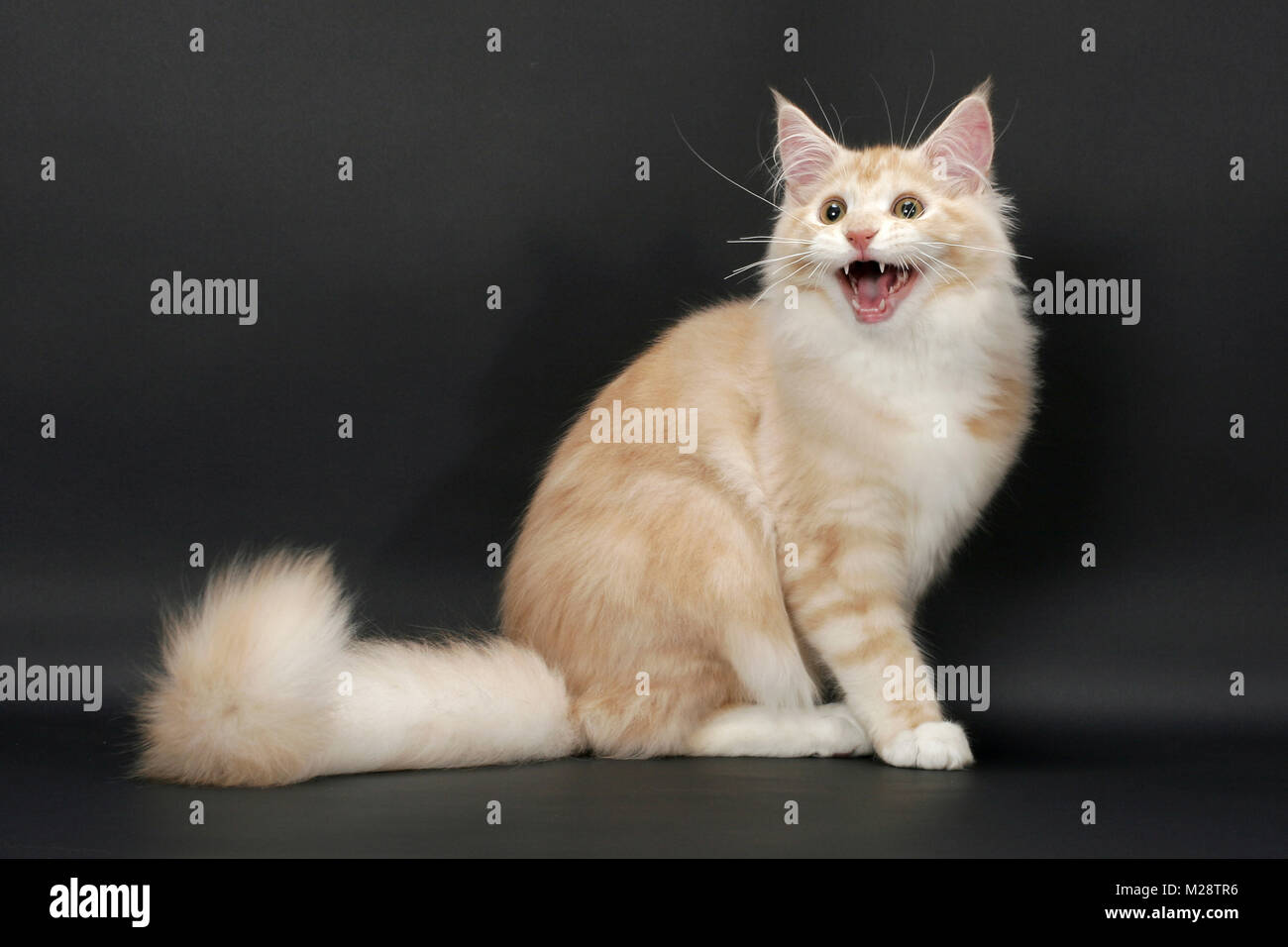 male Maine Coon cat meowing, Red Silver Tabby & White Stock Photo Alamy