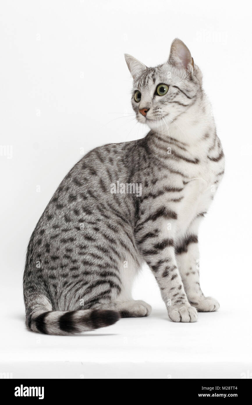 Egyptian Mau Silver Spotted Tabby Stock Photo Alamy