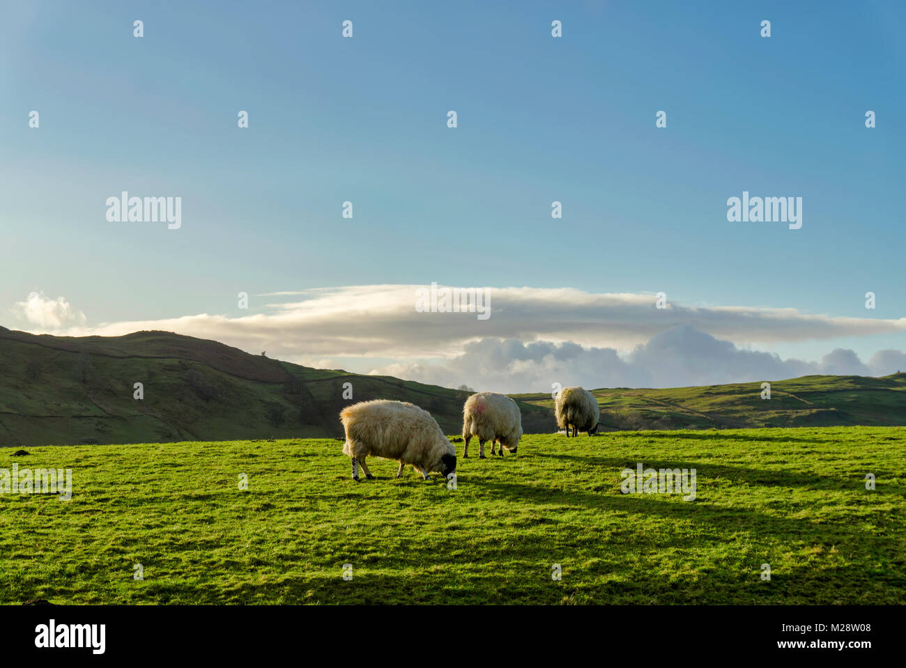 Three sheep grazing on a green pasture againt a background of hills ...