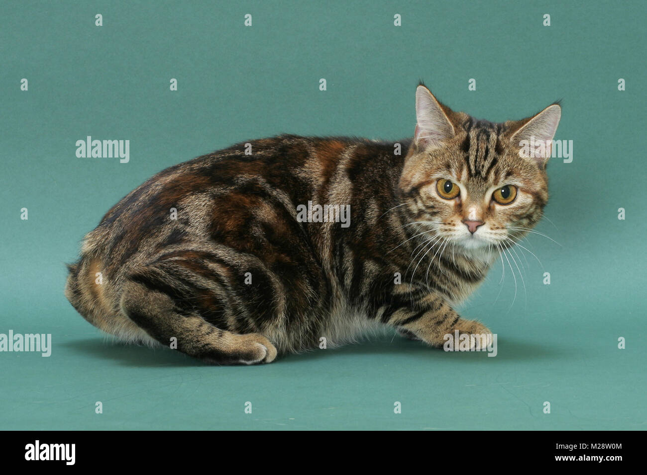 Brown Mackerel Torbie