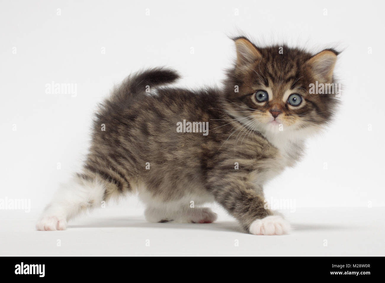 Brown Mackerel Tabby & White Maine Coon kitten, 1 month old Stock Photo