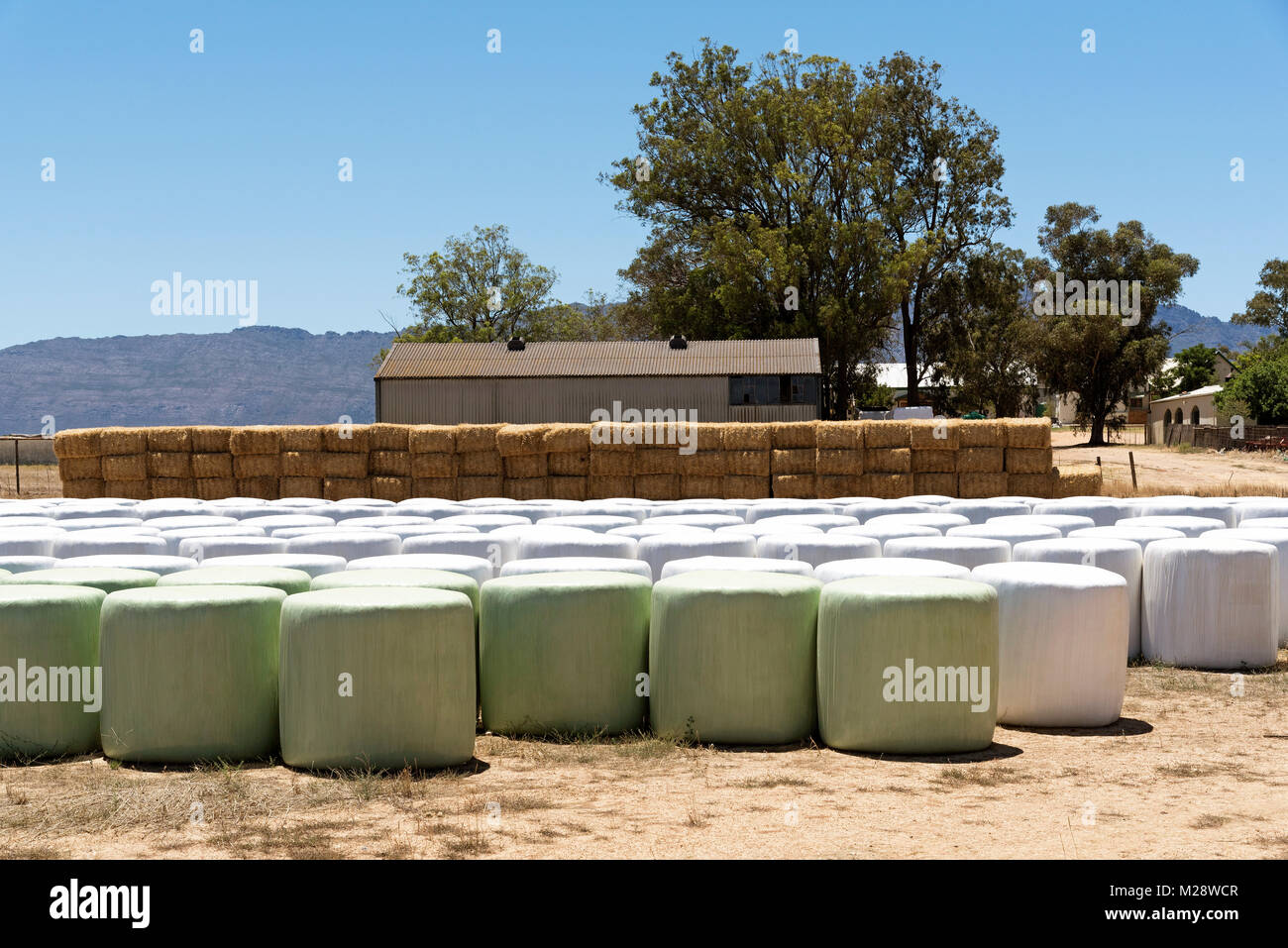 Hay and straw bales some wrapped in plastic stored on a farm in the