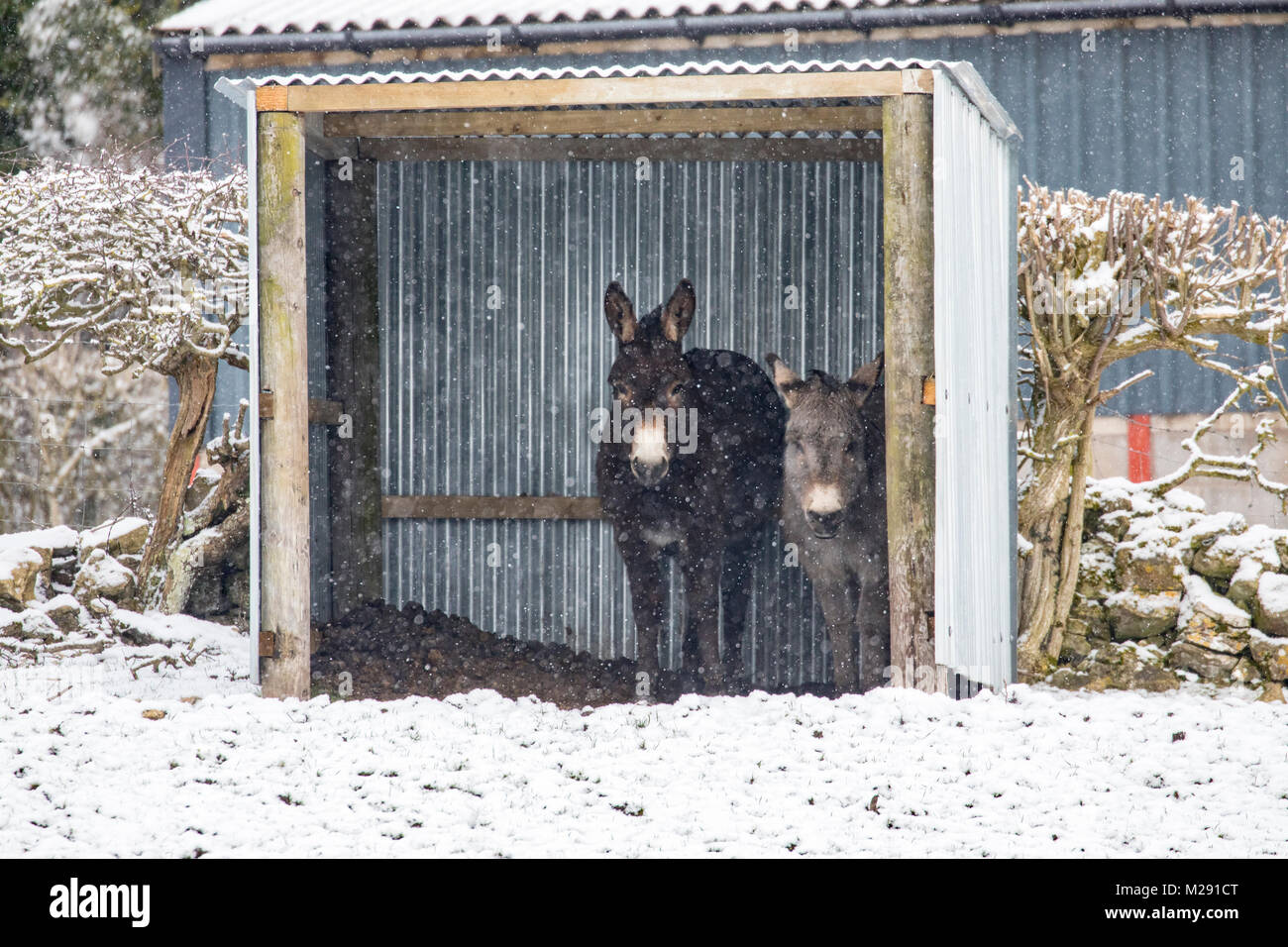 Flintshire, Wales, UK 6th February 2018, UK Weather Cold weather and