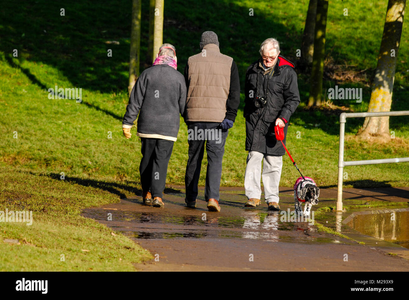 Dog walkers in Abington Park Northampton England UK Stock Photo Alamy