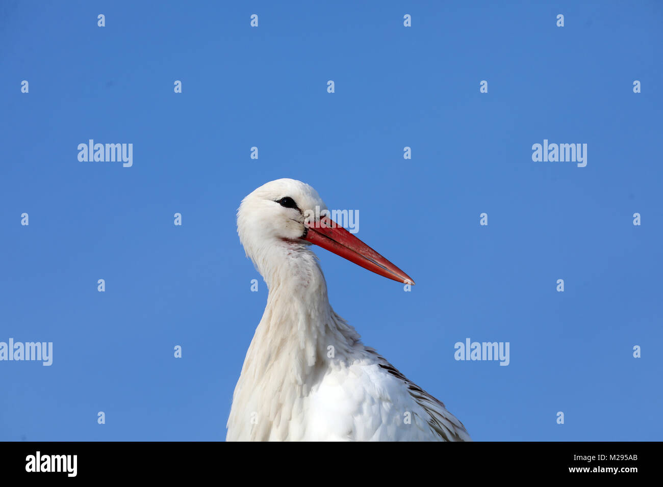 stork and stroller 2018