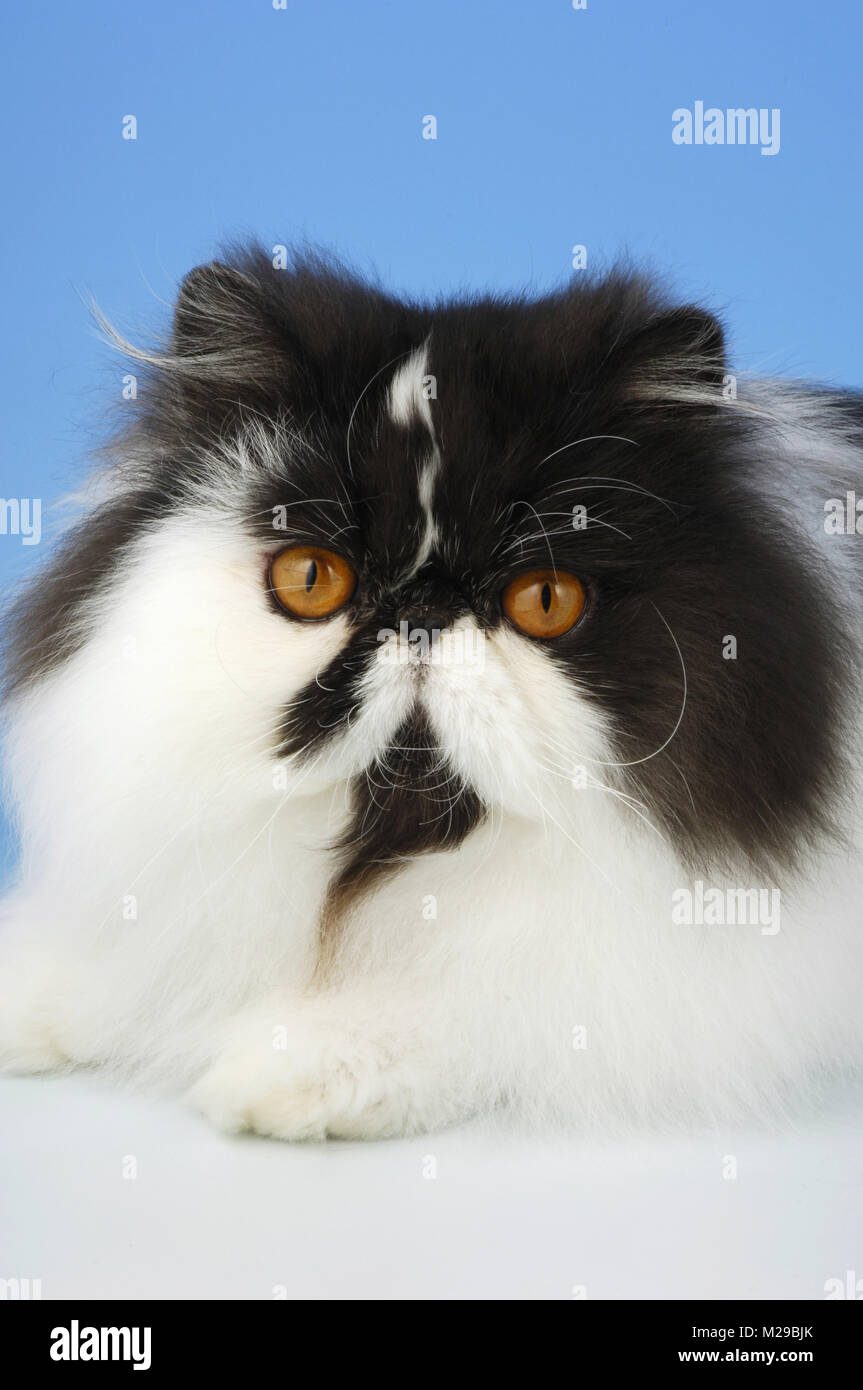 black and white persian cat, portrait Stock Photo - Alamy