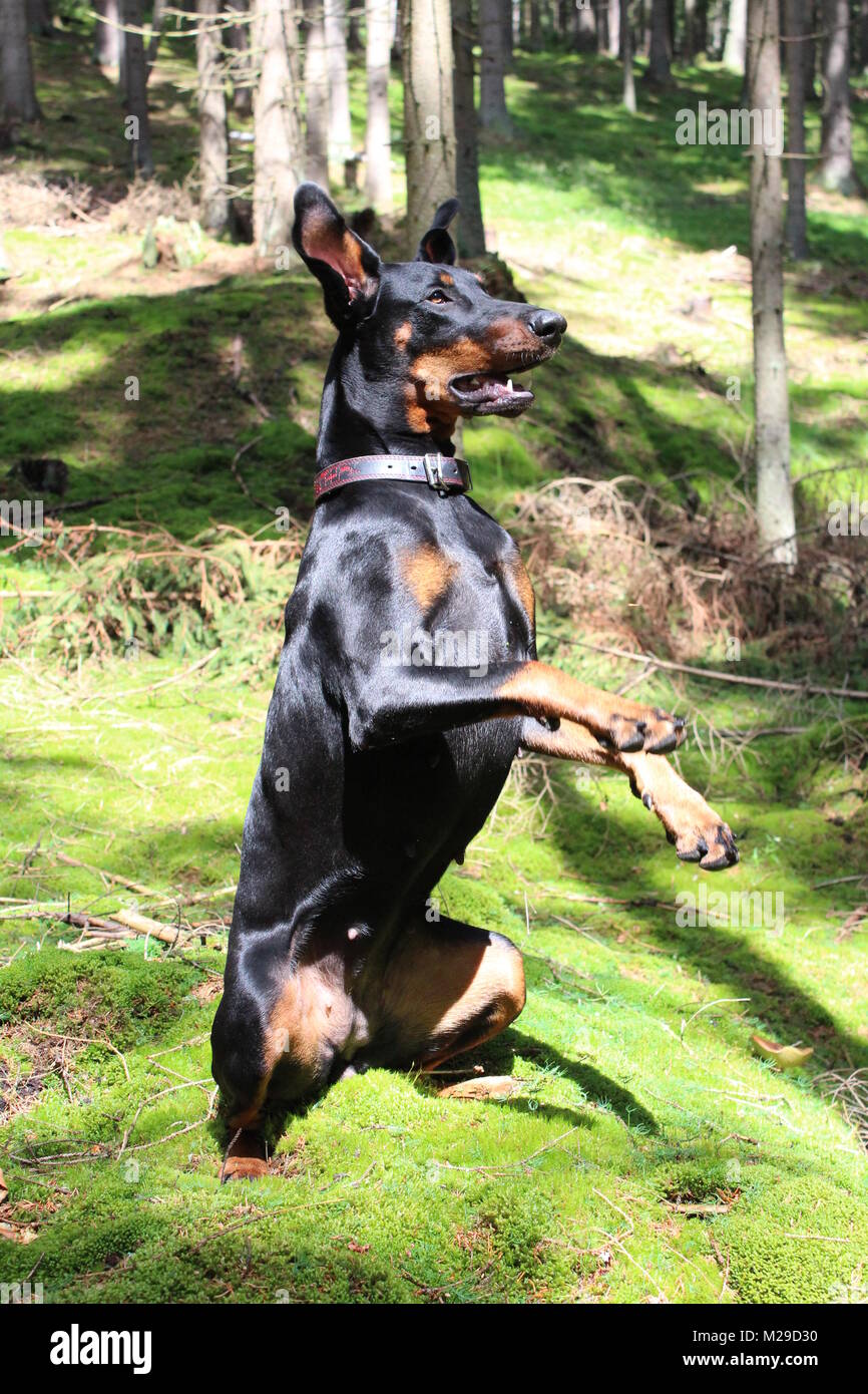 Doberman dog in begging pose Stock Photo