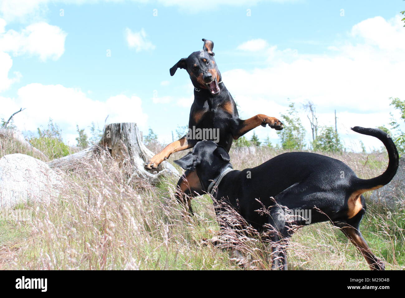 Two dobermans dog playing Stock Photo