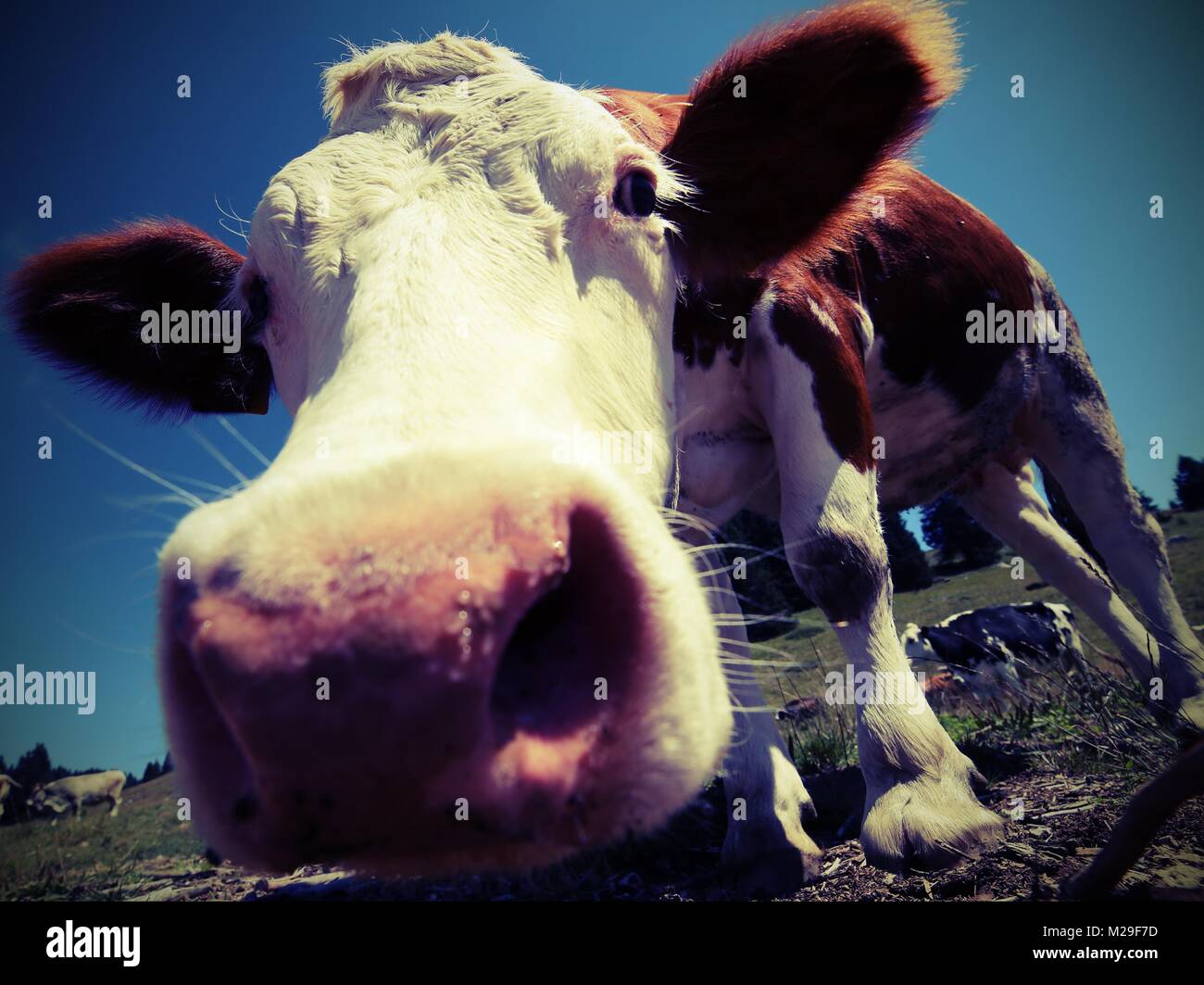 big cow in the mountains photographed with fisheye lens with vintage ...