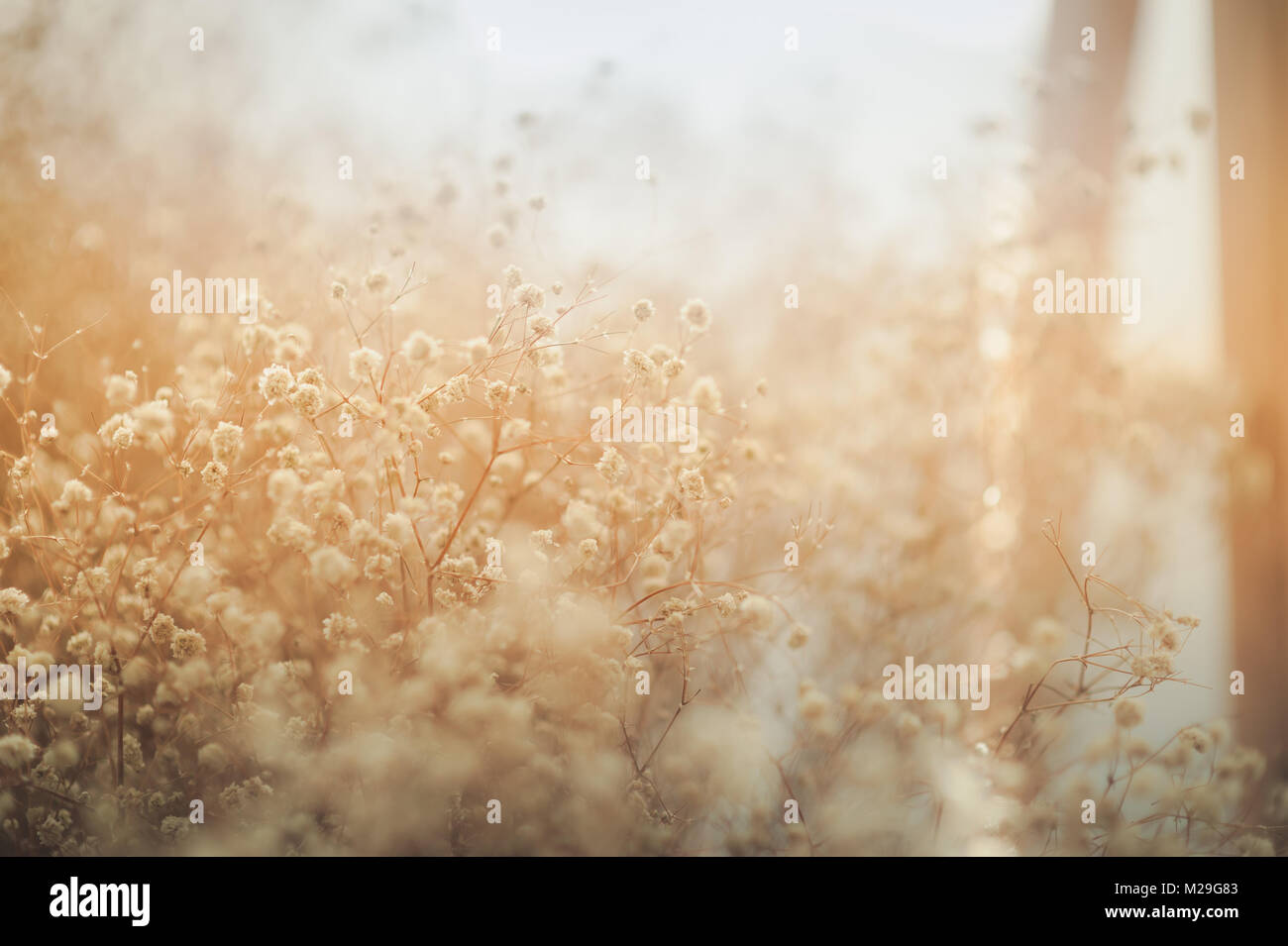 Abstract emotional scene of dried flowers in evening time. Flora in golden hour background concept with vintage filter effect Stock Photo
