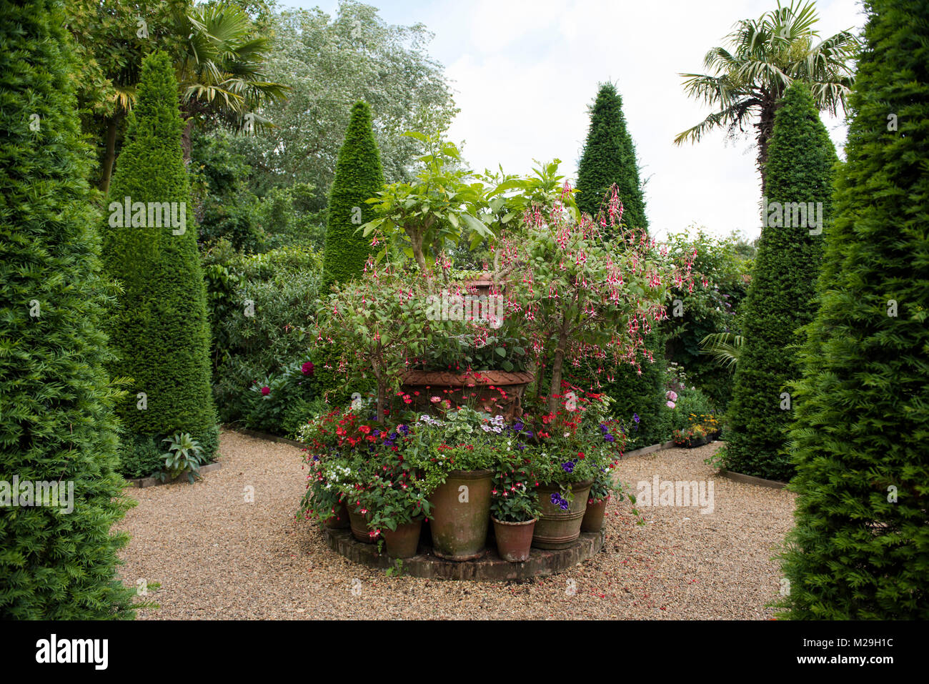 Terracotta pots filled with Fuchsia, Petunias, and Geranium surrounded by Taxus fastigiata baccata (Irish Yew) in East Ruston Old Vicarage, East Rusto Stock Photo