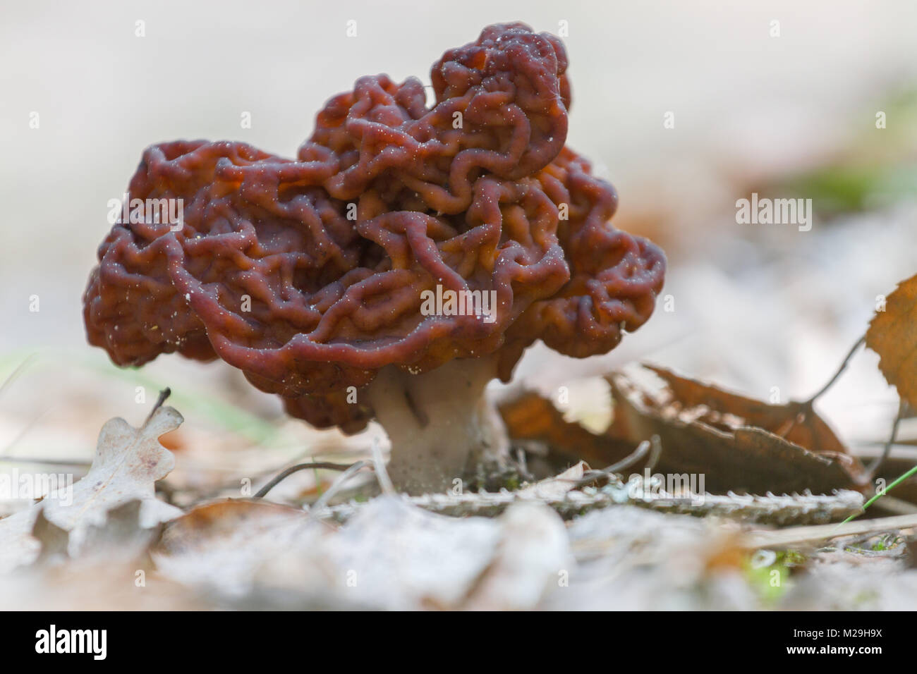 A poisonous Gyromitra Esculenta mushroom in spring on light background Stock Photo