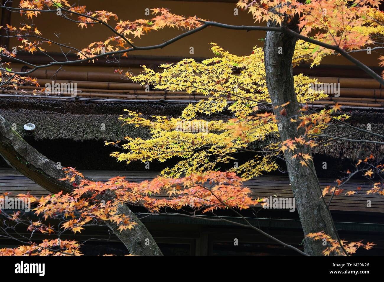 Traditional Japanese garden in autumn - Isuien Garden of Nara, Japan. Stock Photo