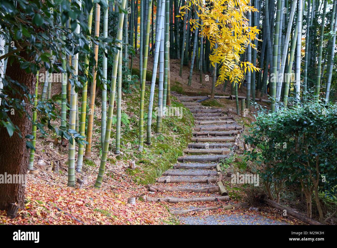 Kyoto, Japan bamboo grove and autumn leaves of Kodaiji Temple gardens