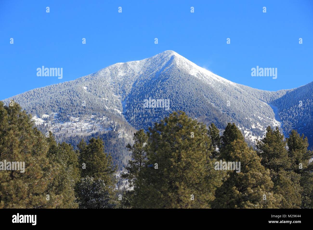 Arizona, United States. Coconino National Forest with mountain range of San Francisco Peaks. Mount Humphreys is the tallest point of Arizona. Stock Photo