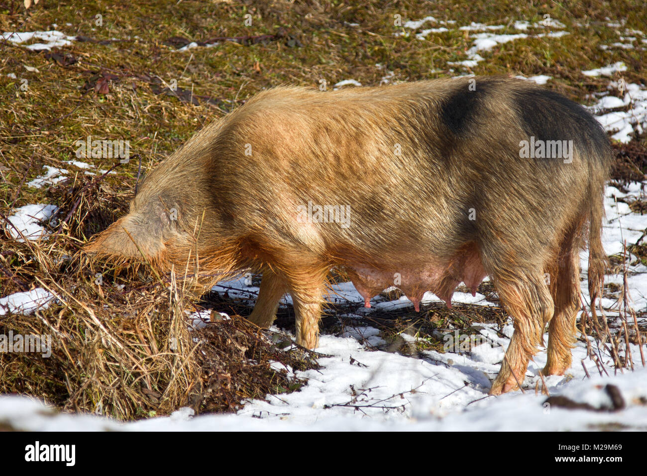 In puddle nice and big you will always find happy pig. Domestic Pigs are free-living in the Caucasus and in many countries of Asia Stock Photo