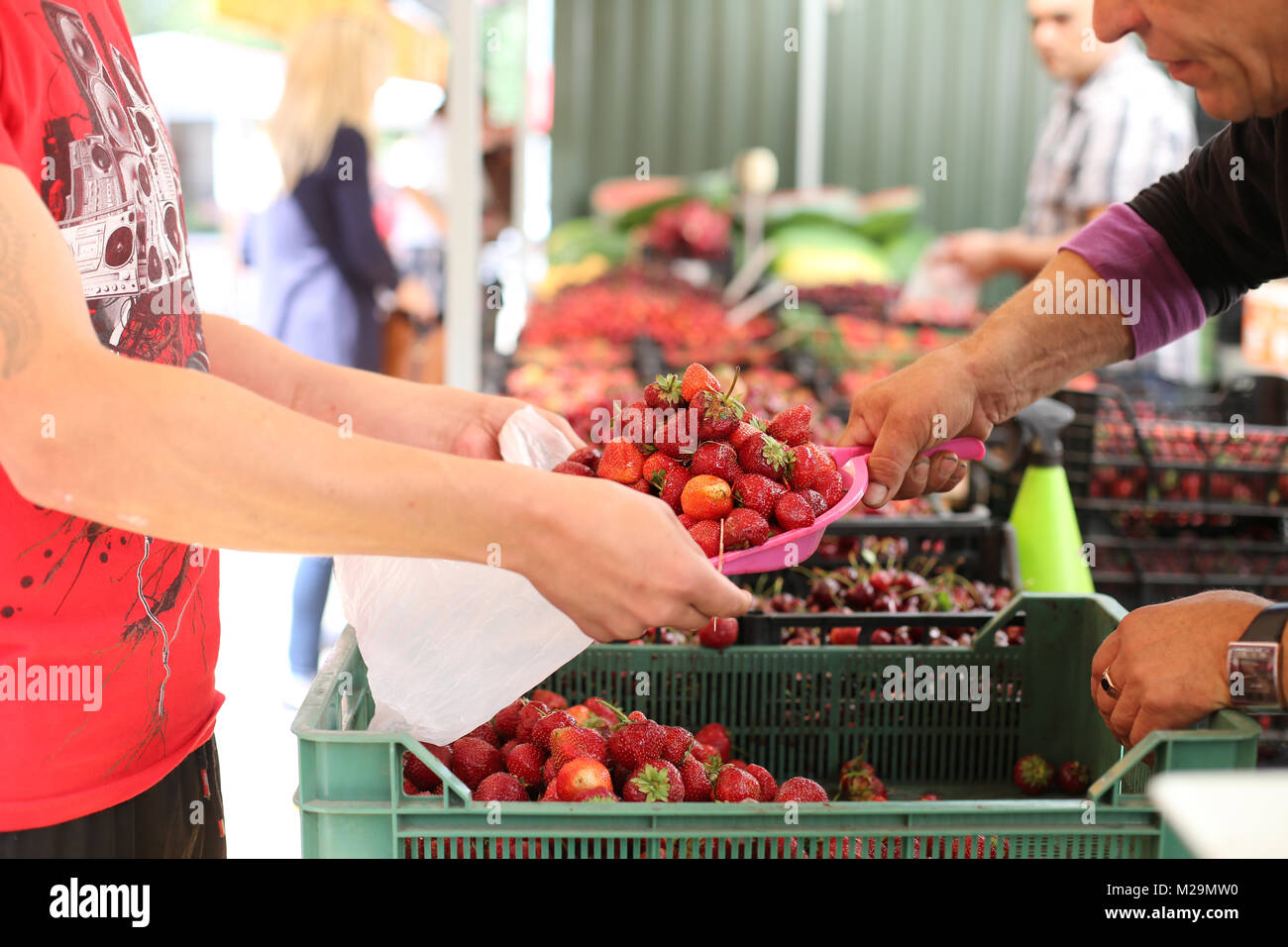 Local Farmers Market. Fresh produce: vegetables, berries, wild flowers. Older people buying groceries. Scales, crates, boxes. Vilnius, Lithuania. Stock Photo