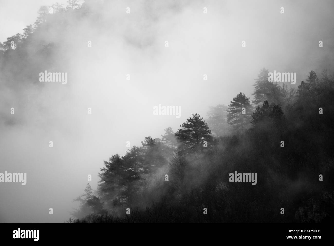 Coniferous forest in the embrace of thick fog on a cold winter morning Stock Photo