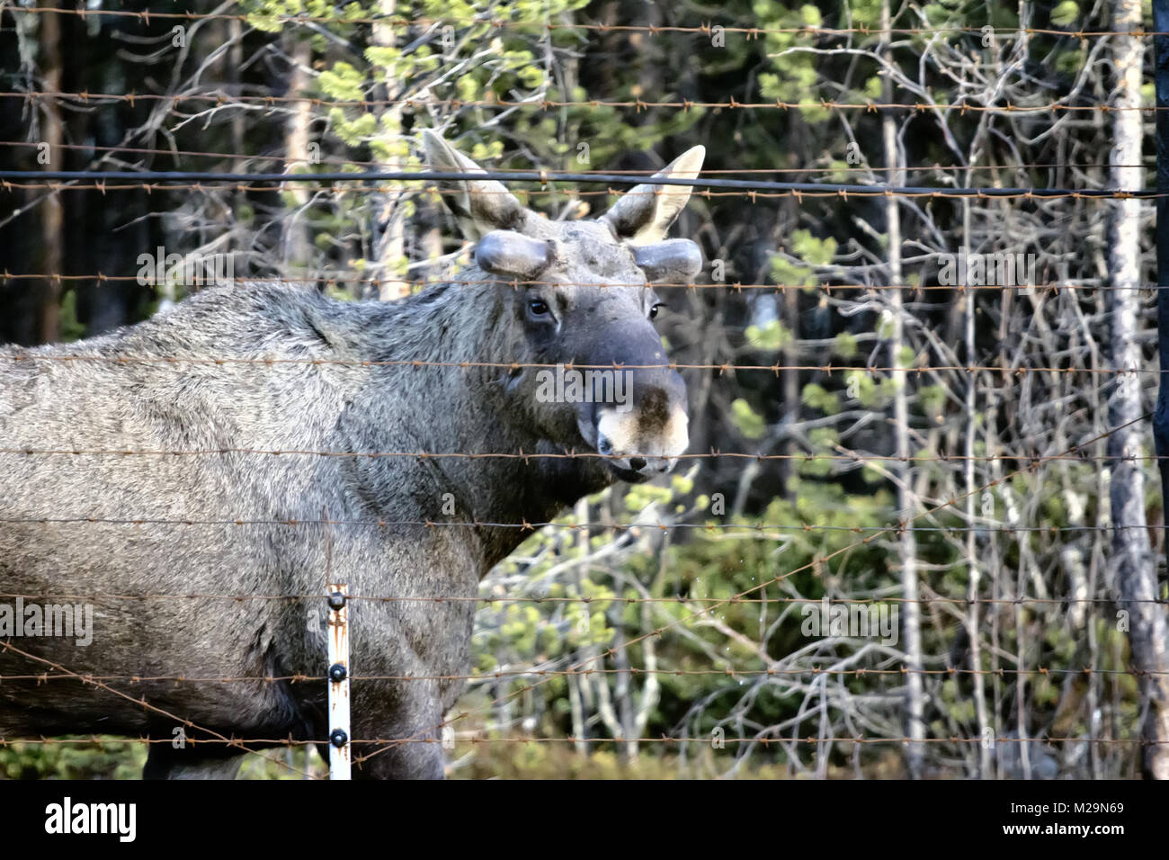 Moose Damage High Resolution Stock Photography and Images - Alamy