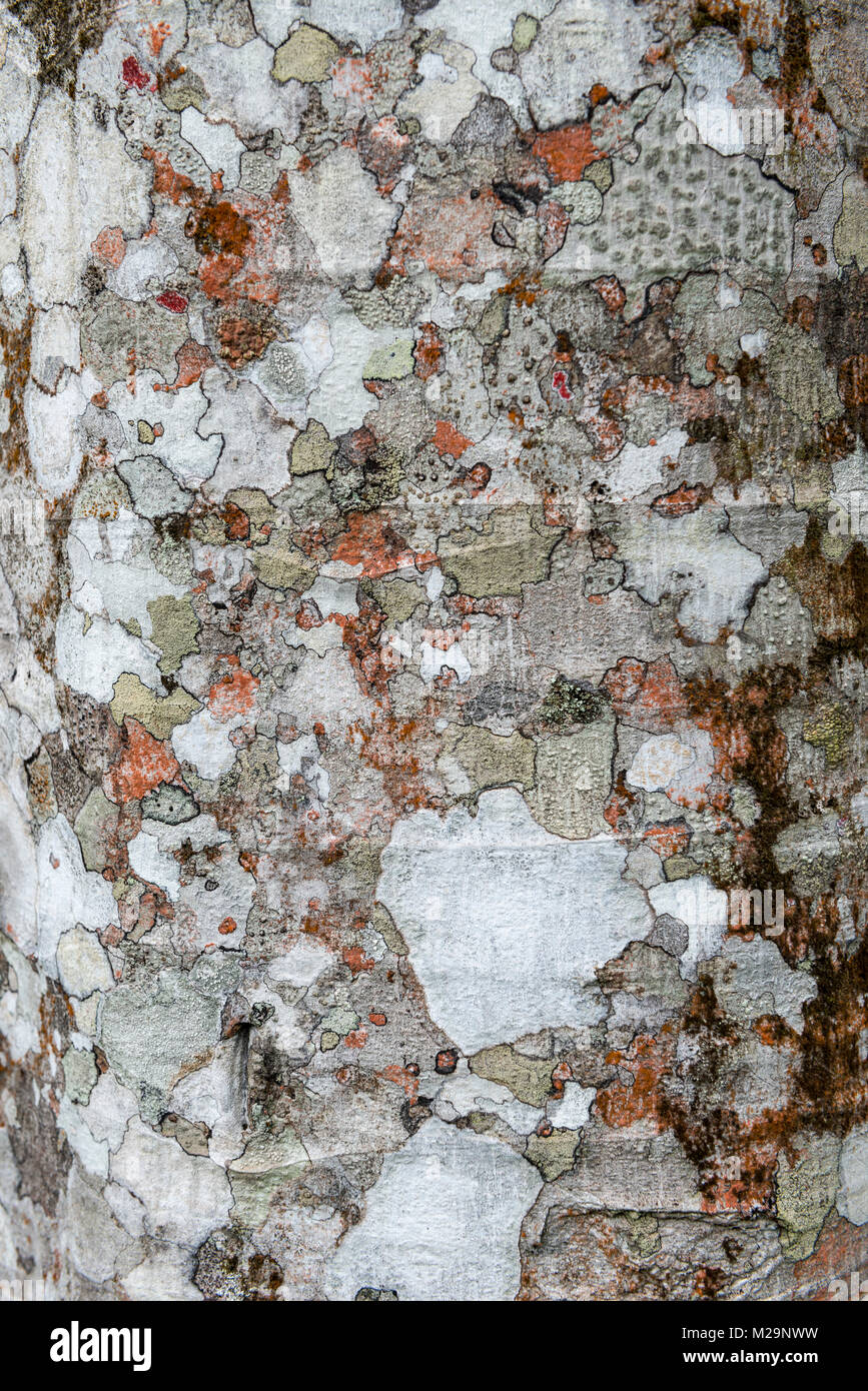 Cecropia tree trunk with lichen growth Stock Photo