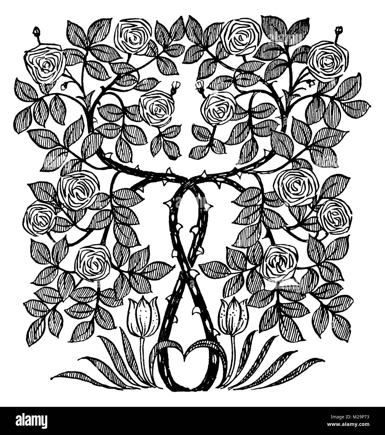 Rosebush Frieze, ornamental line illustration by Architect and artist Mackay Hugh Baillie Scott from 1895 The Studio an Illustrated Magazine of Fine a Stock Photo