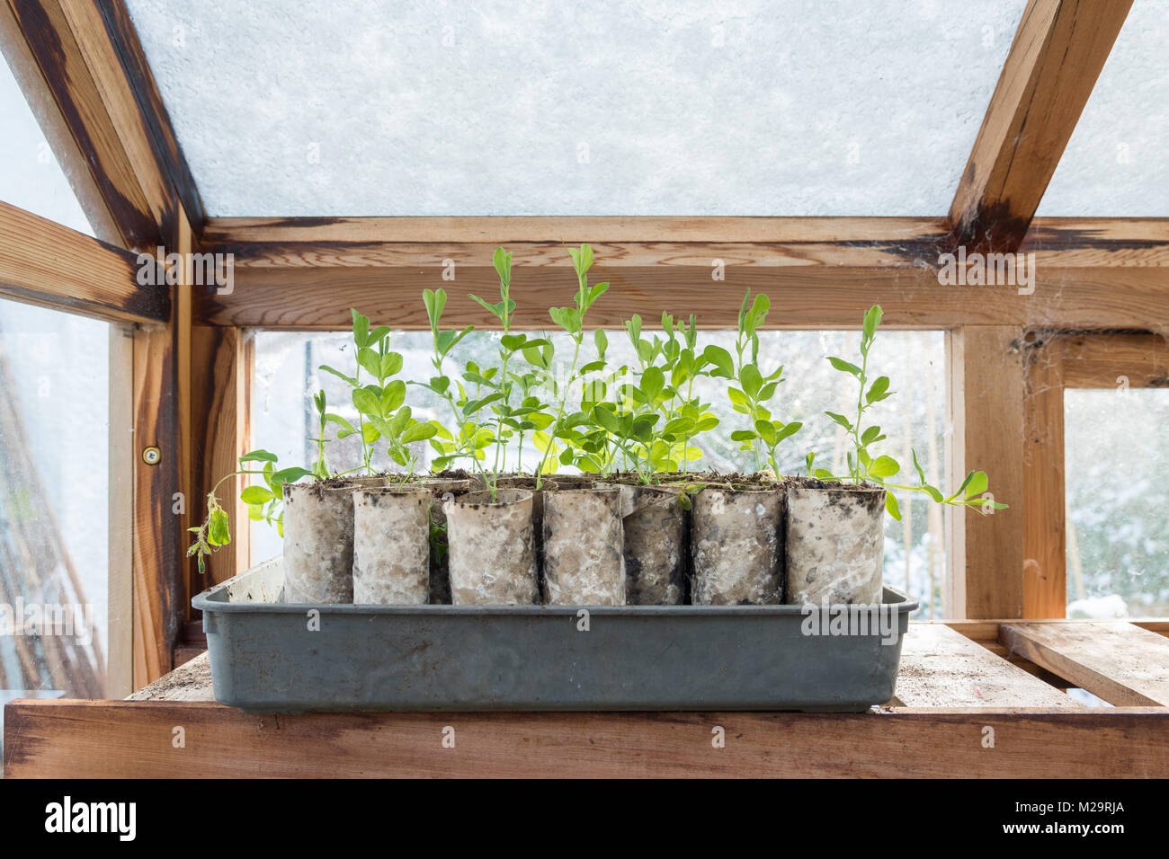 Growing sweet peas - autumn sown sweet peas needing pinching out growing in snow covered greenhouse in winter Stock Photo