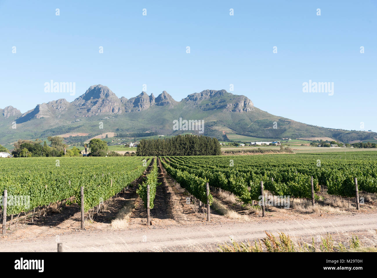 Vines at the foot of the Helderberg mountains between Stellenbosch and Somerset West in the Western Cape region of South Africa Stock Photo