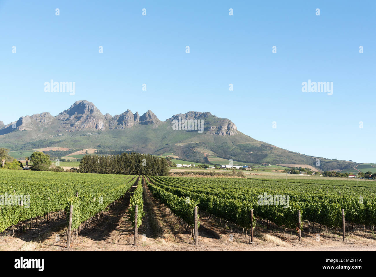Vines at the foot of the Helderberg mountains between Stellenbosch and Somerset West in the Western Cape region of South Africa Stock Photo