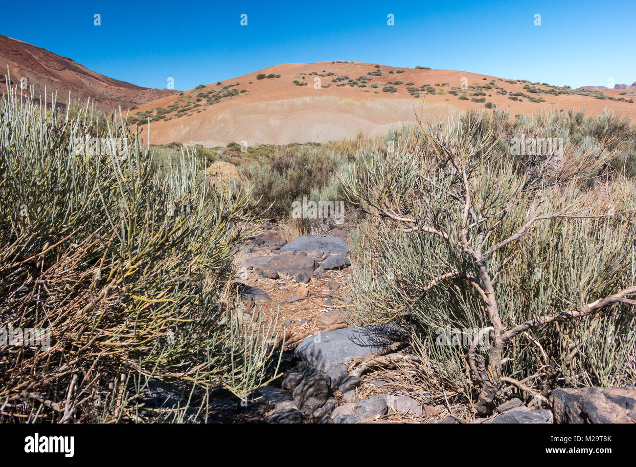 dry bushes and sands hills wasteland Stock Photo
