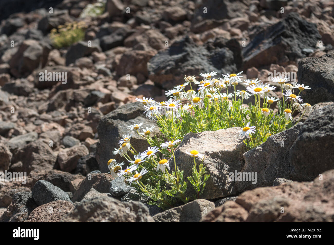 dasies flower grow on basalt stone Stock Photo