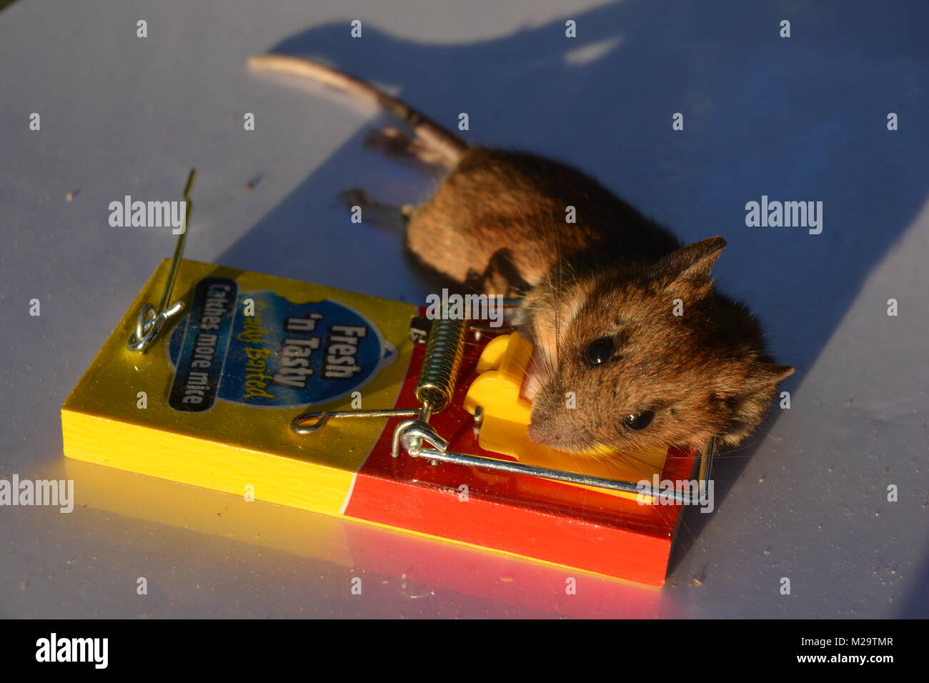 Sad mouse hi-res stock photography and images - Alamy