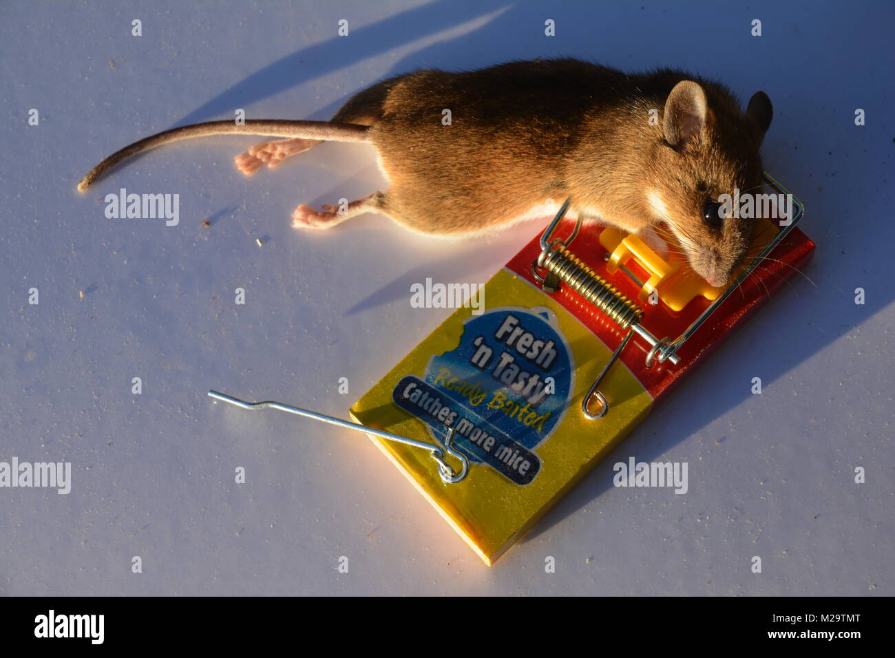 Dead rat caught in exterminator snap mouse trap. Pest and rodent removal  service. Stock Photo