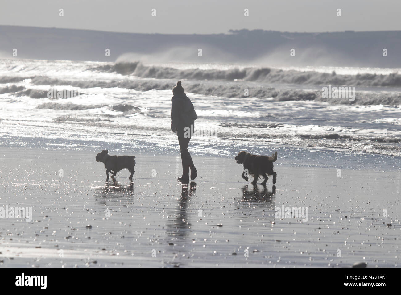 One owner and two dogs walking on the beach, silhouetted against the light. Stock Photo