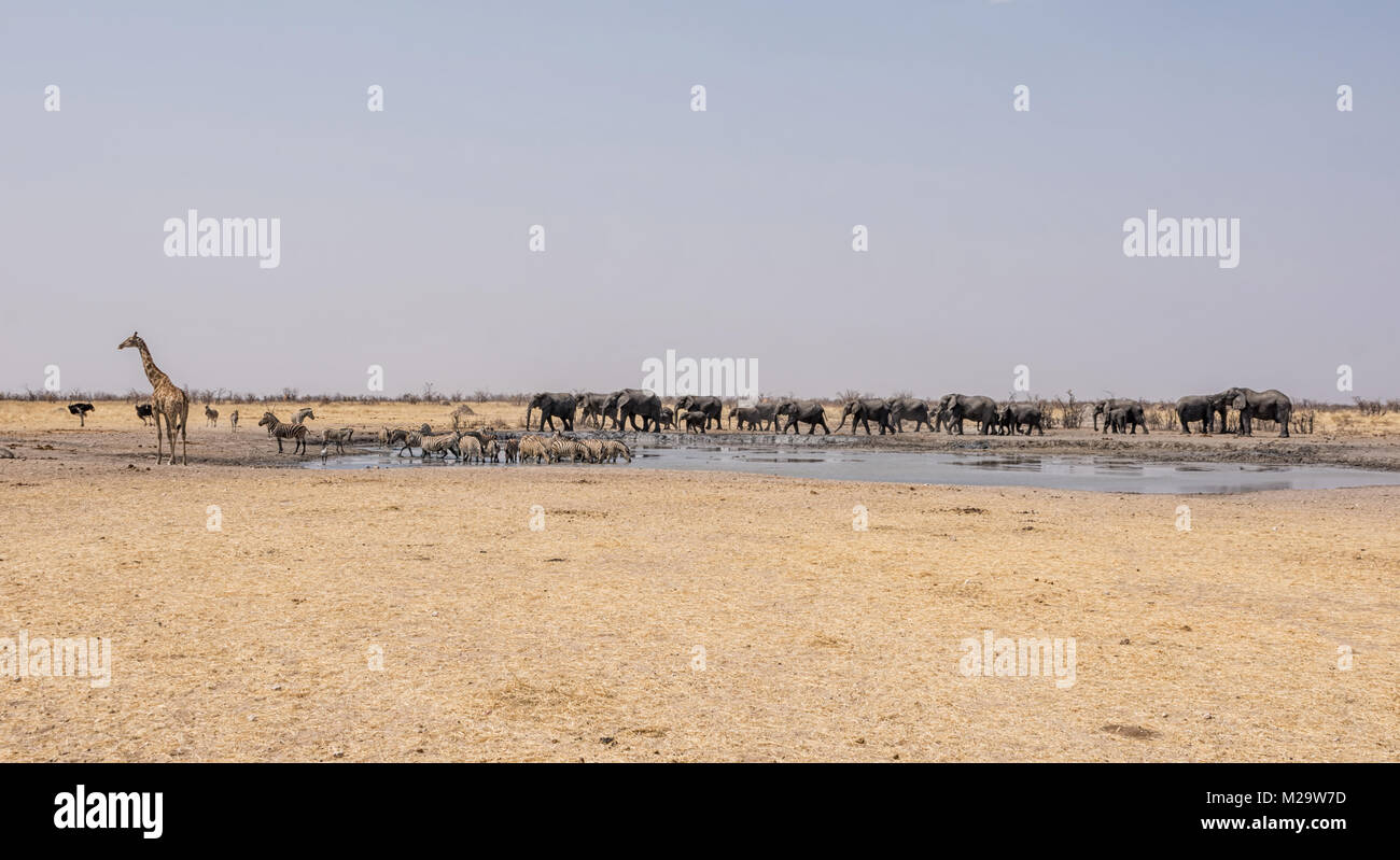 A busy watering hole in the Namibian desert savanna Stock Photo