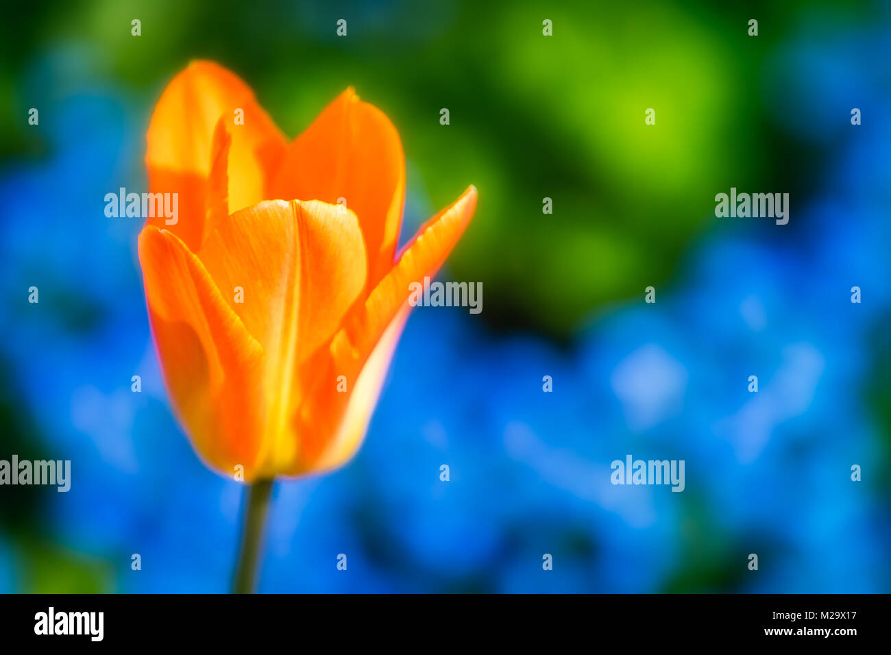 An orange tulip blossom in front of a blue flowerbed. Stock Photo