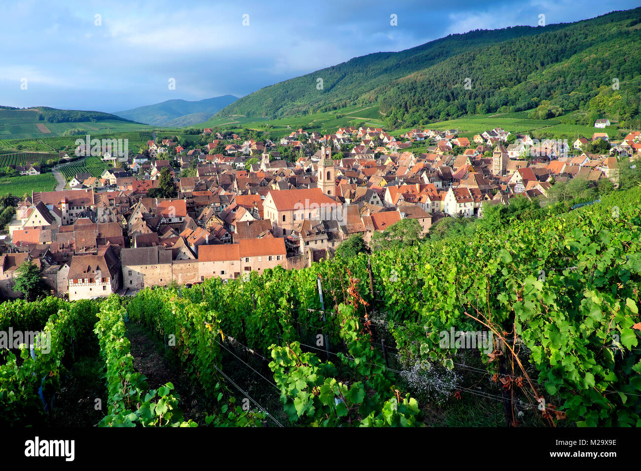 Vineyard, Riquewihr, Ribeauvillé Riquewihr, Haut-Rhin, Alsace, France Stock Photo