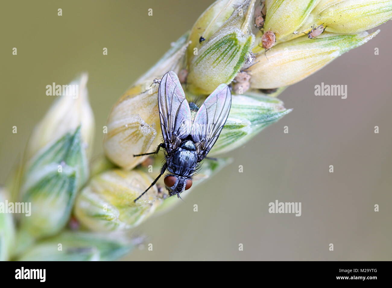 Calliphoridae, commonly known as blow flies, blow-flies, carrion flies, bluebottles, greenbottles, or cluster flies , resting on wheat Stock Photo