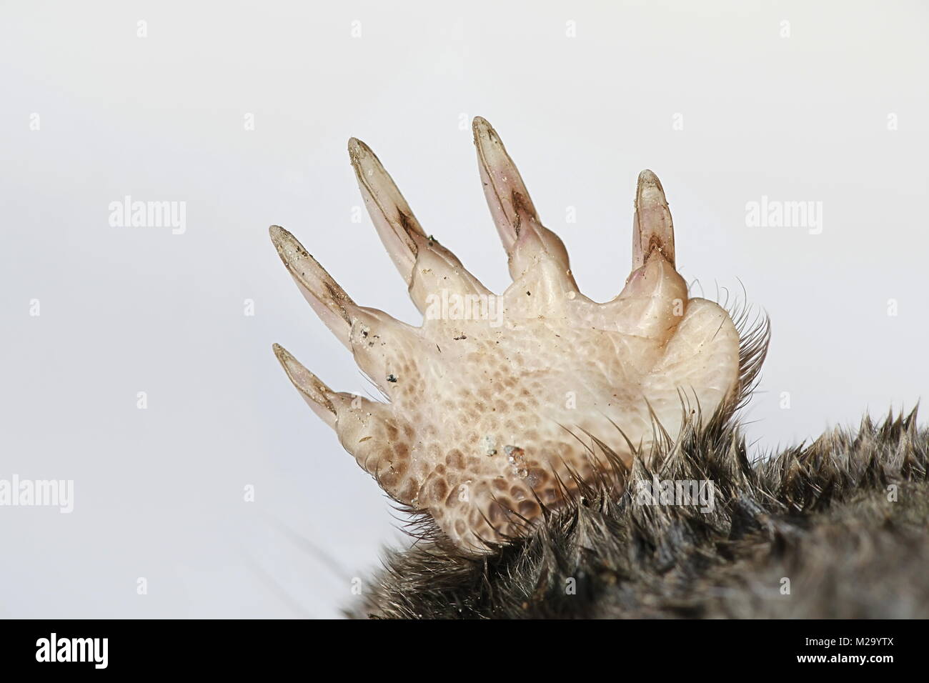 Paws of master digger, common mole, Talpa europaea Stock Photo