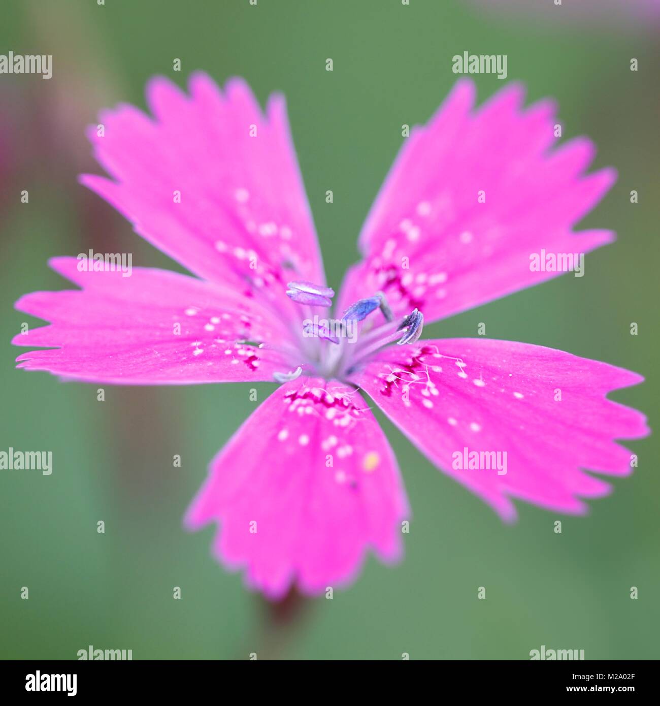 Maiden pink, Dianthus deltoides, growing wild in  Finland Stock Photo