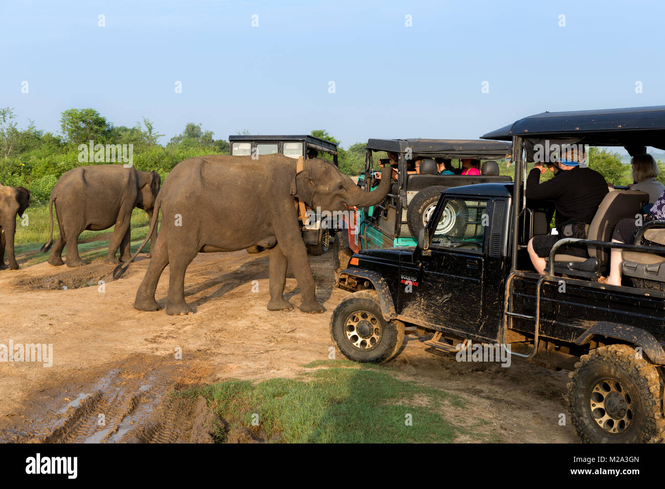 Tourists in a 4x4 watching a group of Asian elephants in Udawalawe National Park, Sri Lanka Stock Photo