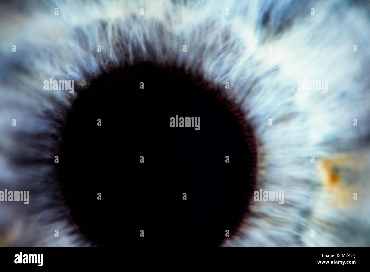 Eye human close up art hi-res stock photography and images - Alamy