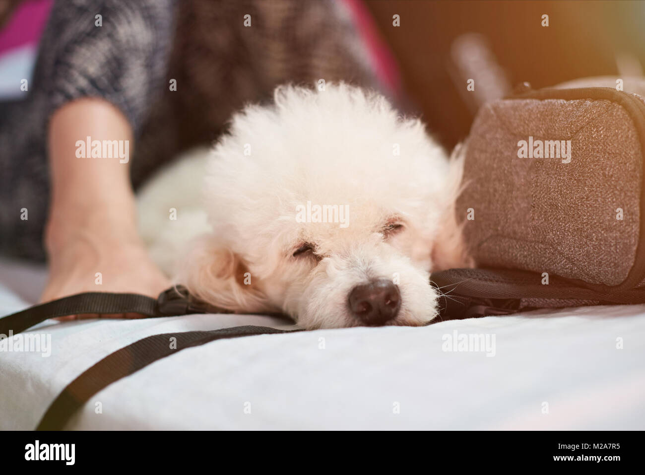 People slepping with dog in bed. Sleeping in travel with friend dog Stock Photo